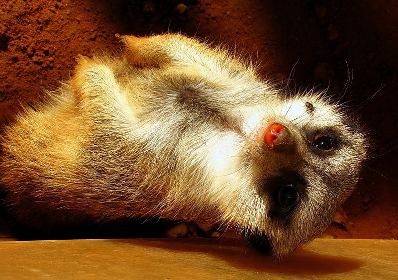 אוף !  תגידי לו ... 