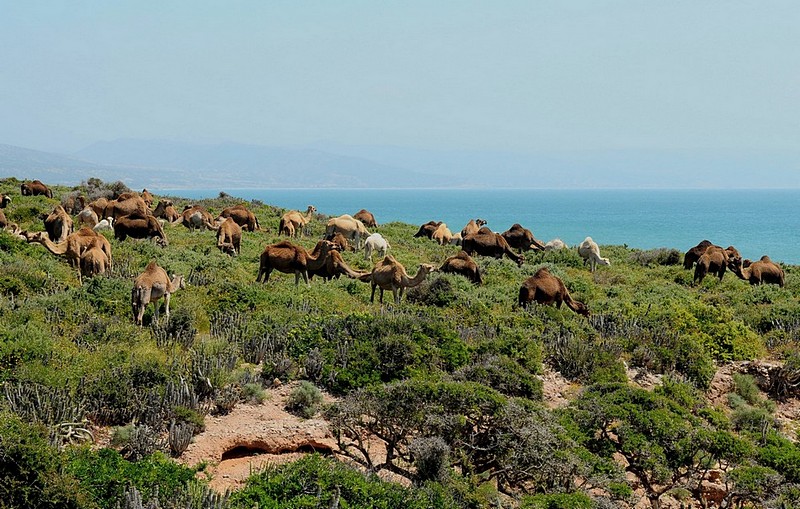 ים של גמלים