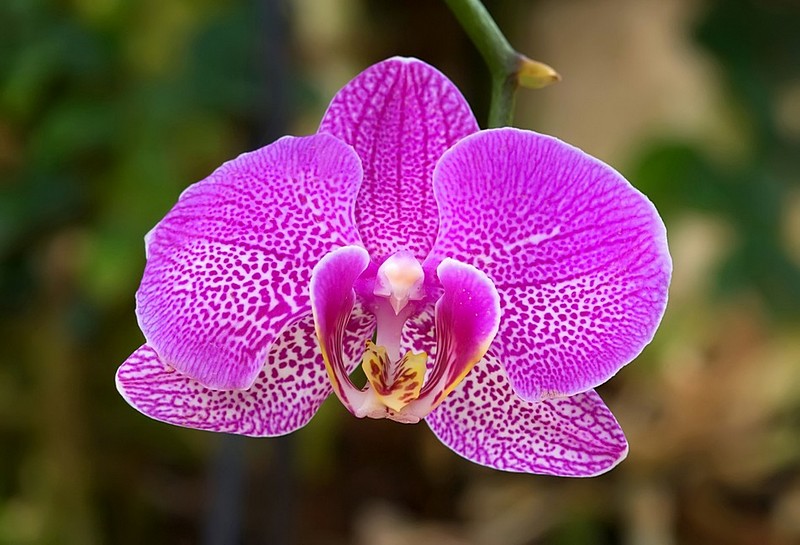 פורץ  החוצה