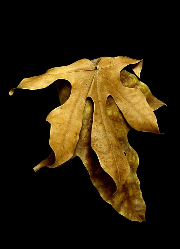 "שניים אוחזין..."