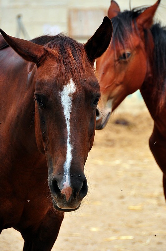 יש סוסים שמדברים עברית