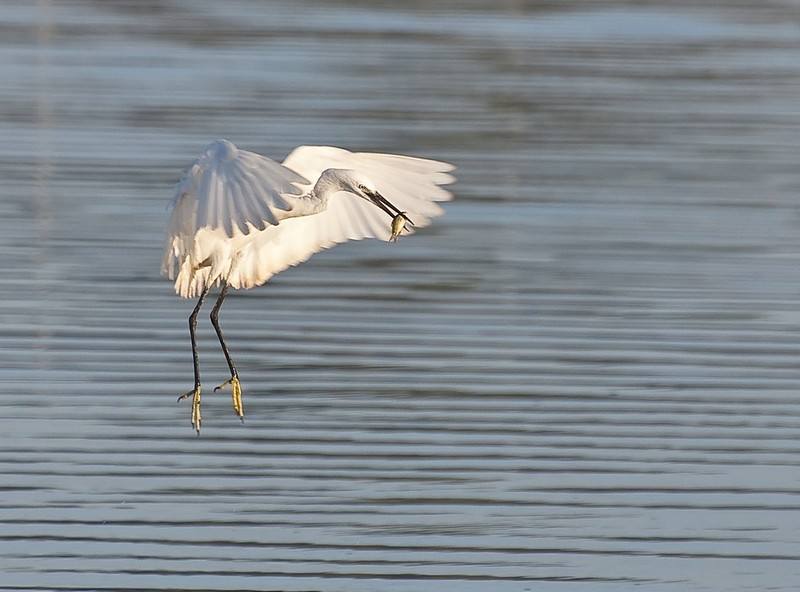 חיפש דגים ומצא זהב