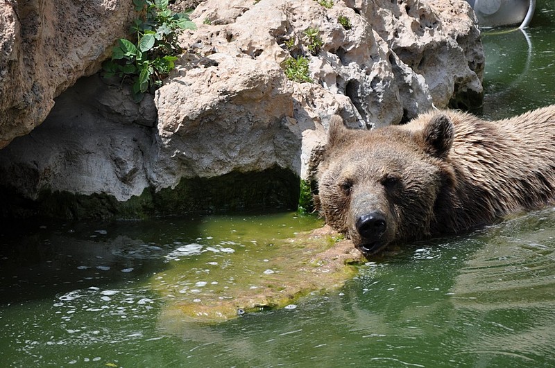 צילום: אורן פיטוסי
