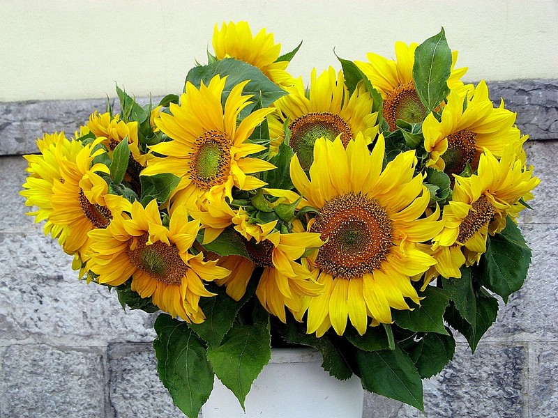 שנה טובה-שנת פריחה