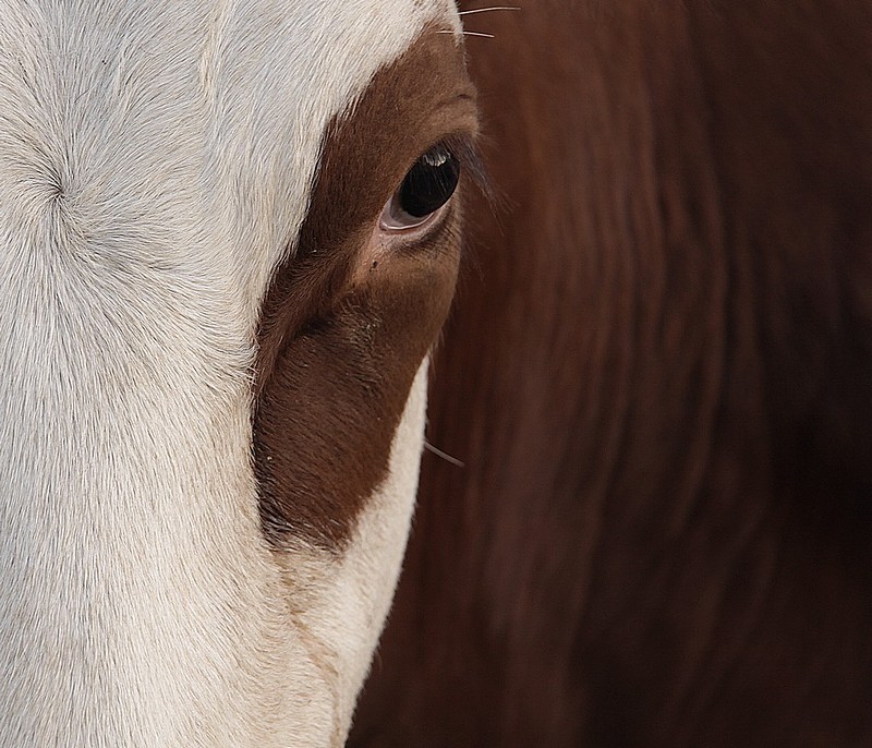 צילום: עידן כנפי