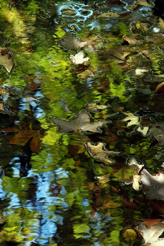 סתיו-השתקפות