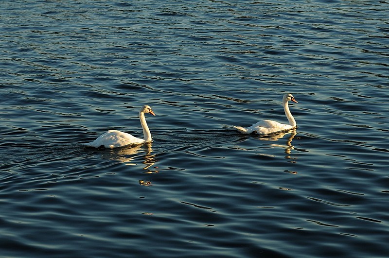 ברווזים בנהר