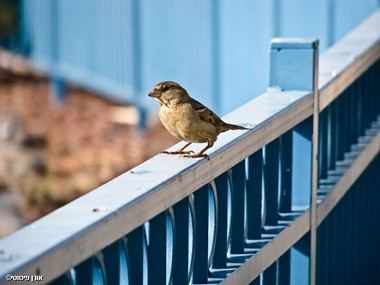 צילום: אורן פיטוסי