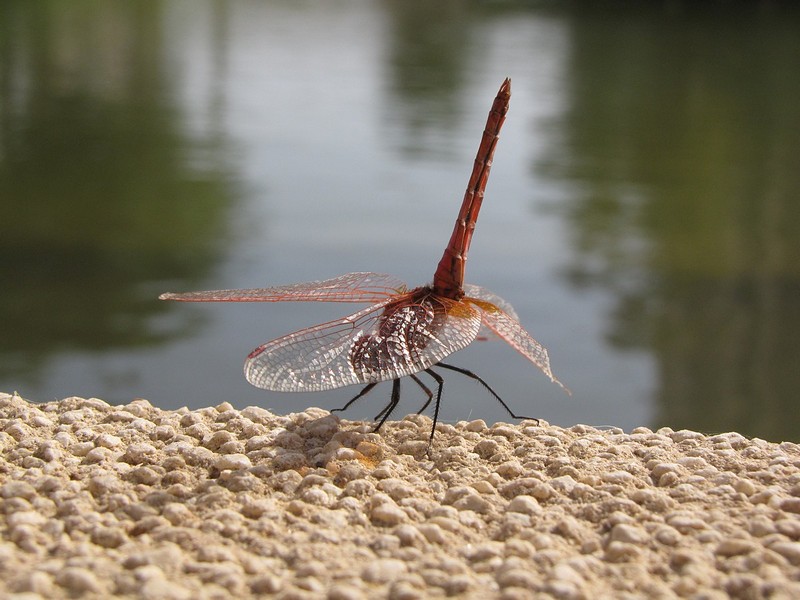 צילום: רועי כרמלי