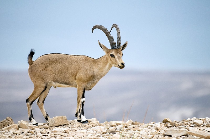 אל מול ים המלח