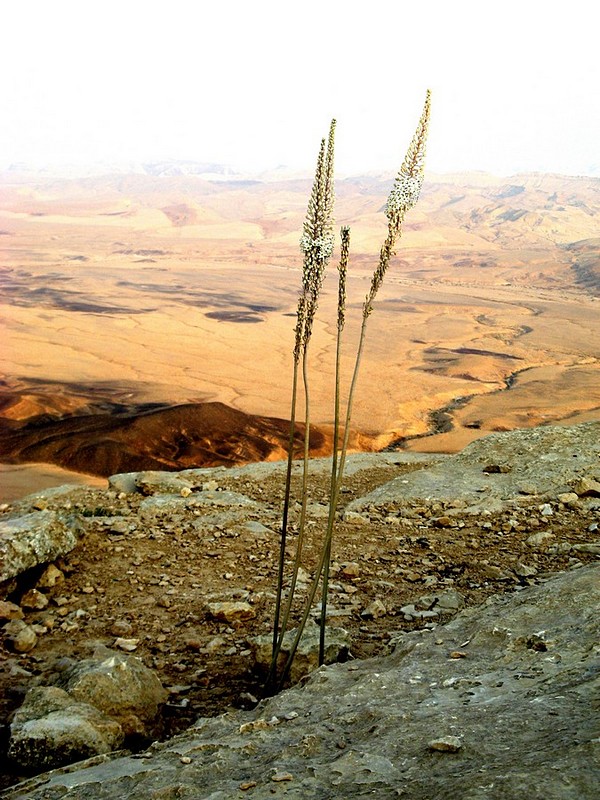חצב במדבר