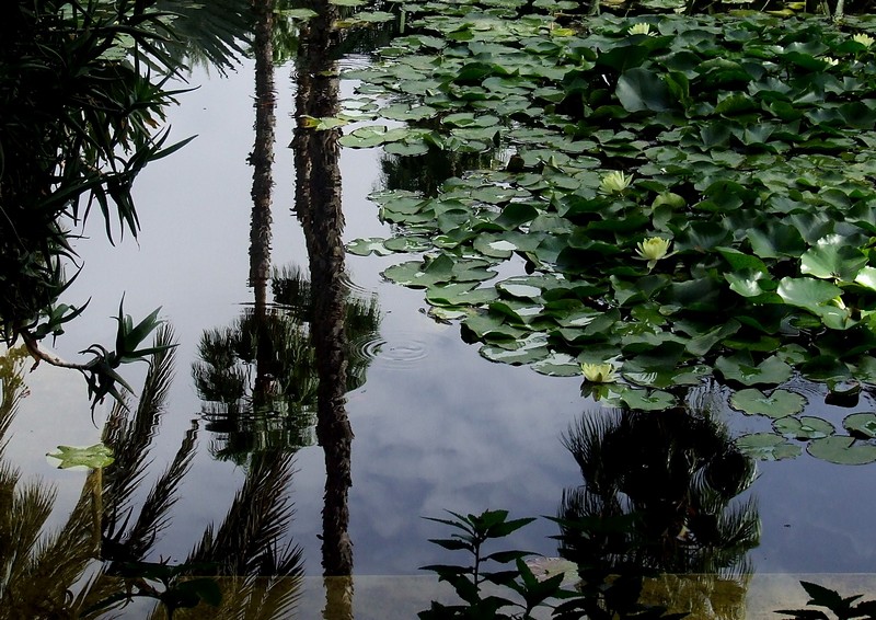 בריכת הנופרים