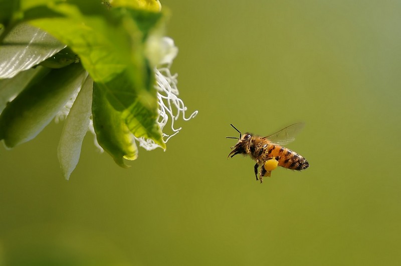 תמונות בעלי חיים