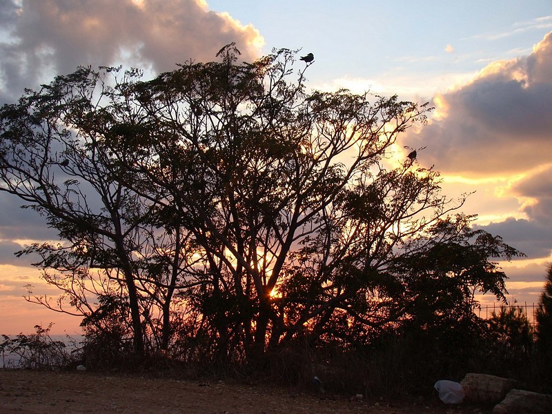 צילום: דוד מנדס