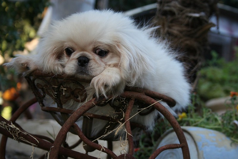 צילום: טל יפה