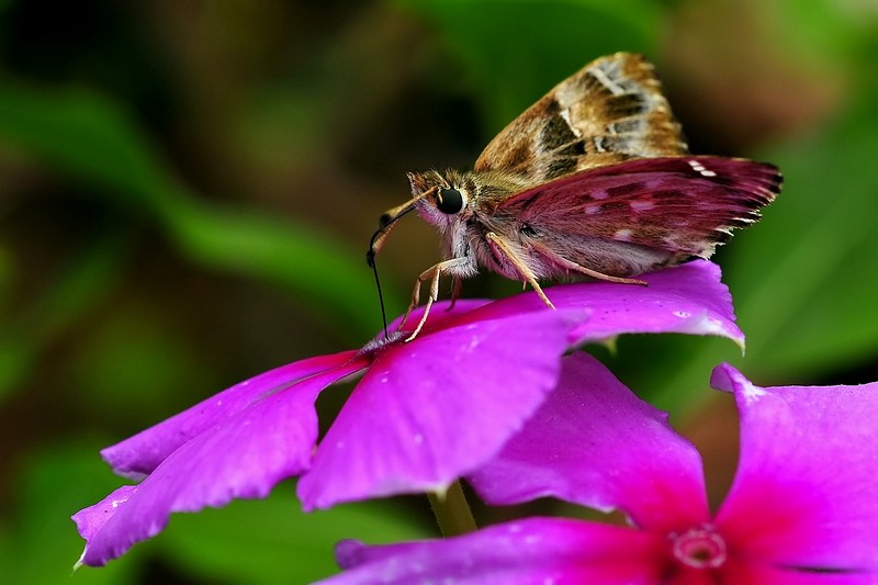 מנוחה בורוד
