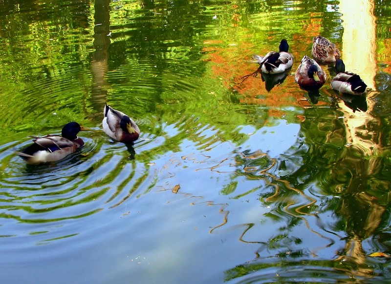 קליקות  ... 