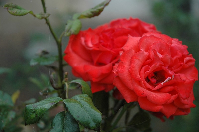 צילום: ספי פישלר