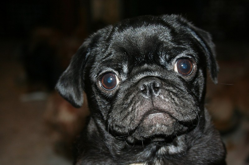 צילום: טל יפה