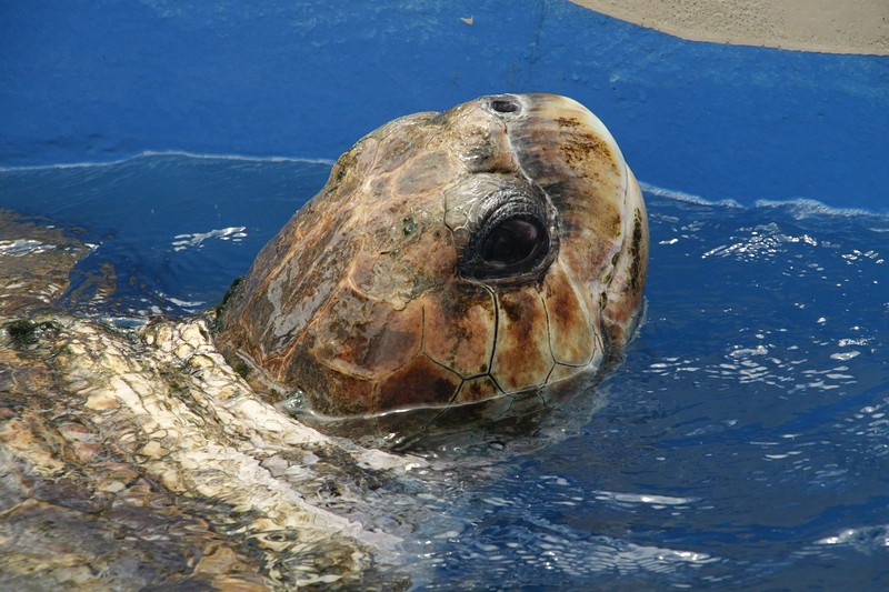 צילום: אביבה לאומן