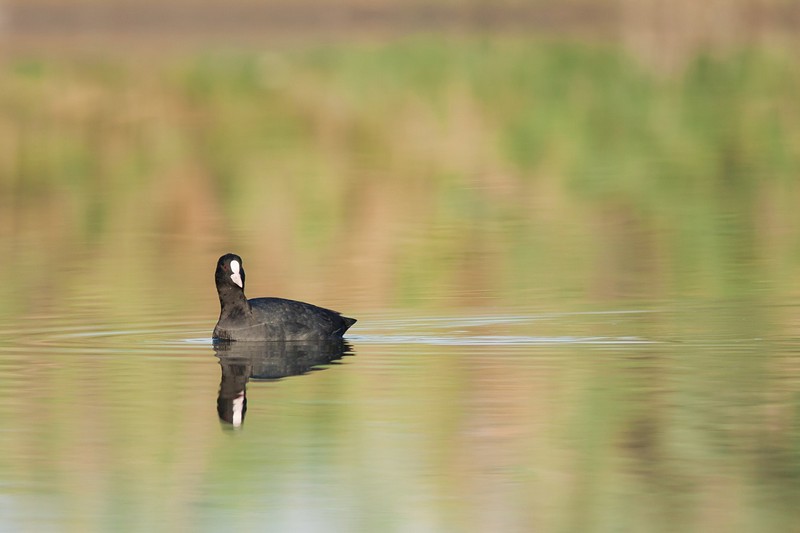 אגמית ברקע ירוק