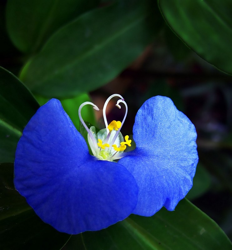 התקופה הכחולה