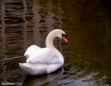 צילום: רועי לייכנר