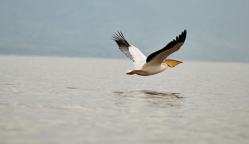 שקנאי טיסה נמוכה