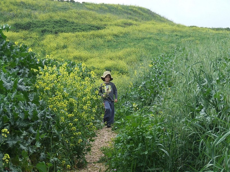 מטייל בין במשעול
