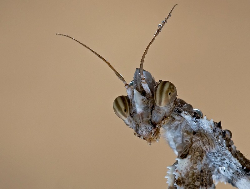 Light  Brown Camel