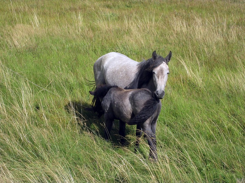 צילום: טלי נחום