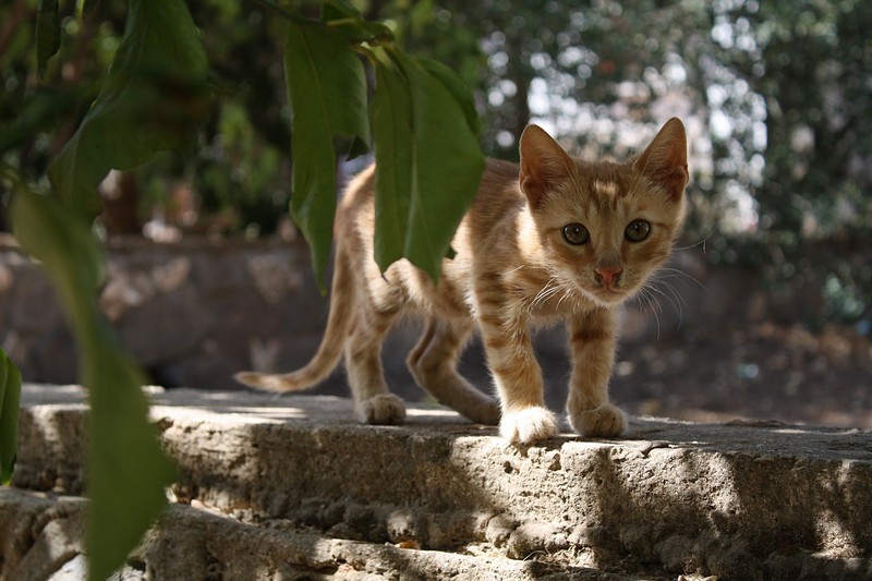 צילום: אורן דהן