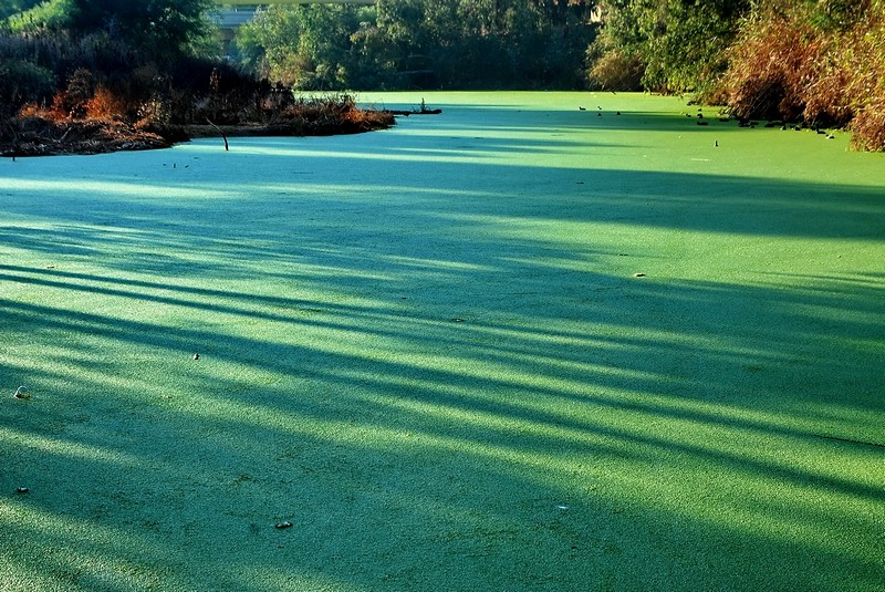 ירוק בעיניים