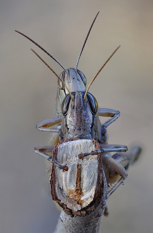 לא נפרדים לרגע
