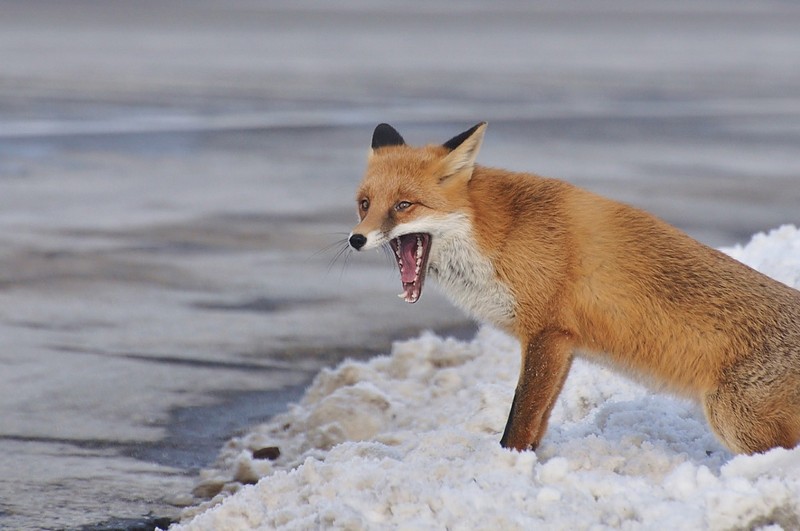 הפיהוק של הבוקר :)
