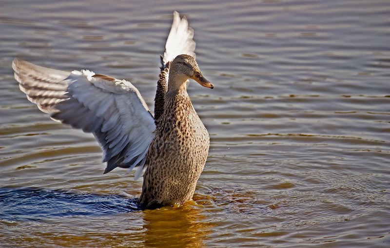 שבת שלום לכולם!!