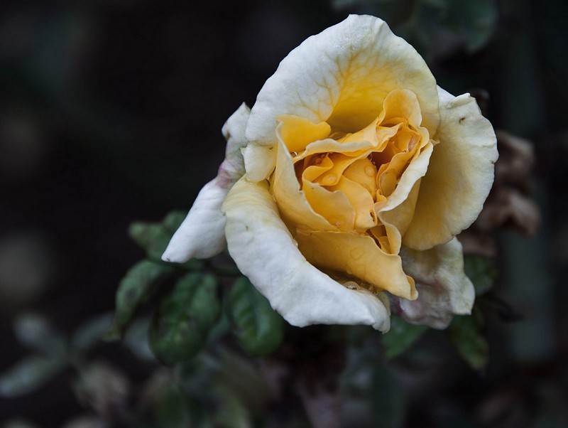 וורד אחרי הגשם