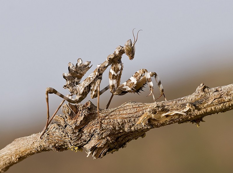 על  קצות  האצבעות..