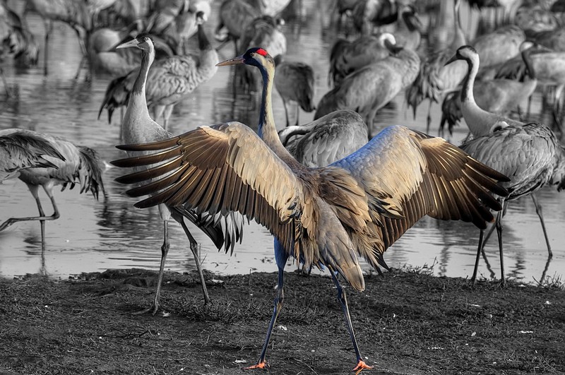 מתגנדרת על הבוקר