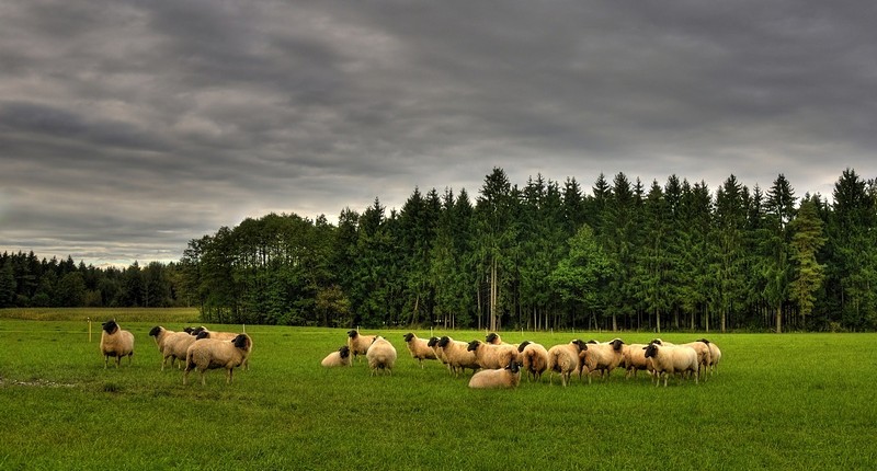 יער של כבשים