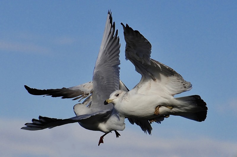 "אהבה בשחפים"