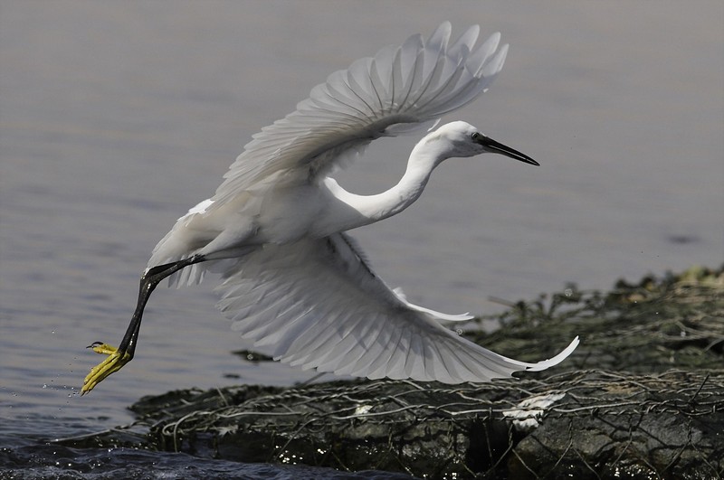בפריסה  מלאה