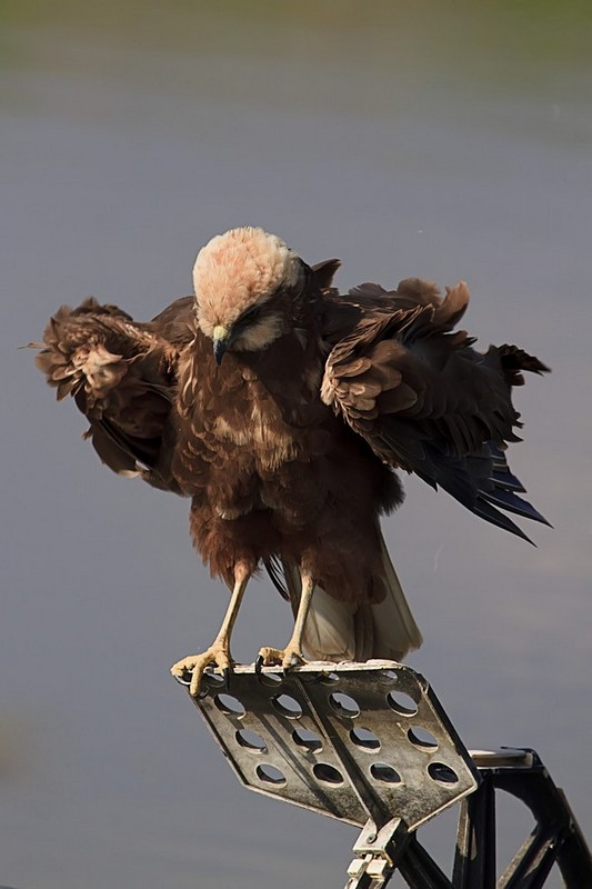 הקומפוזיטור