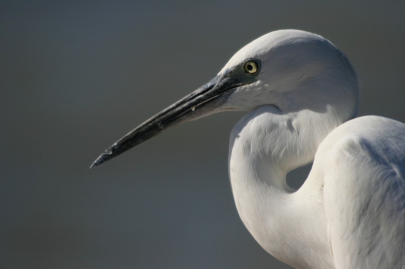 צילום: עידית לפיד