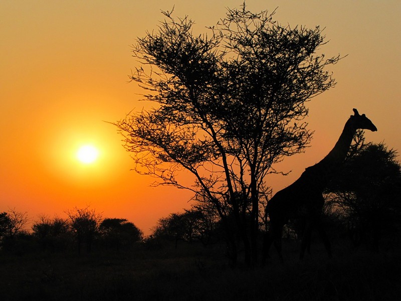 צילום: רונה  זערור 