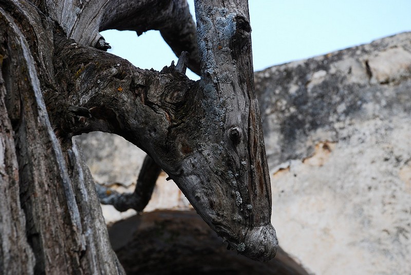 תעתועי הדמיון בטבע