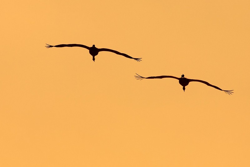 שניים בשמיים