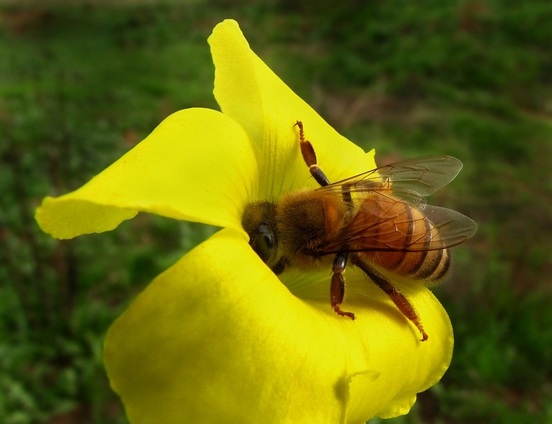 הגזוז של הטבע