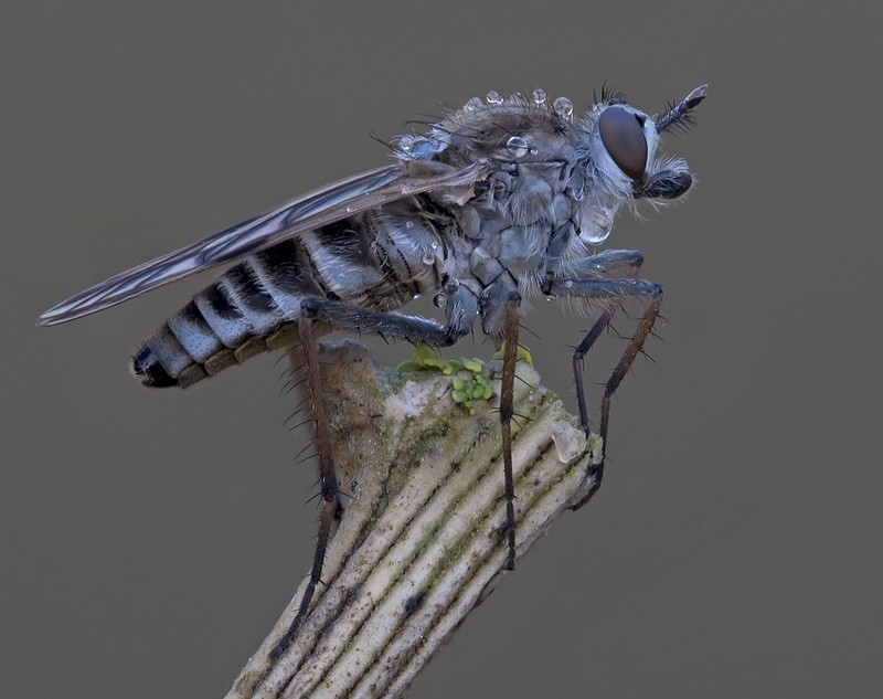 חימום  בוקר