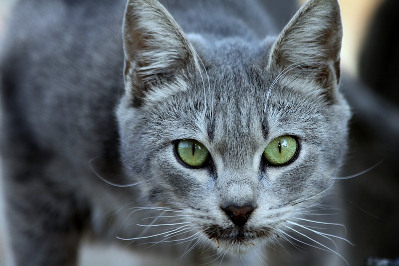 צילום: אסף  מורן